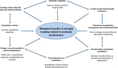 A comprehensive study of the academic benefits and practical recommendations to include resistance training programs in institutional education